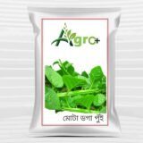 পেয়াজের বীজ